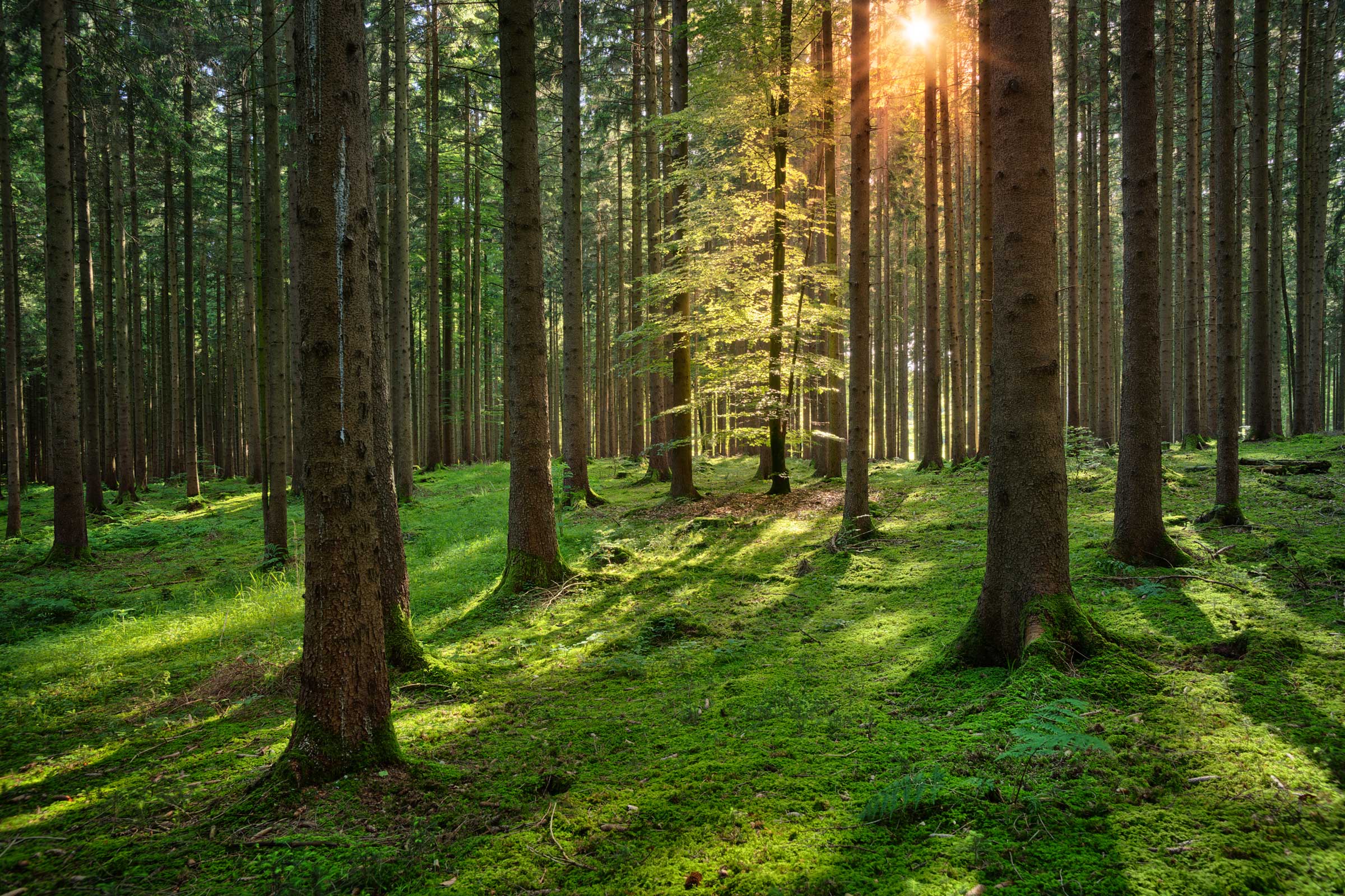 A sunlit forest representing the Knowledge X Change ecosystem